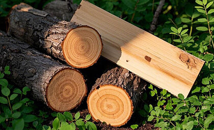 Durable, Eco-Friendly, Non-Toxic Wood Options
